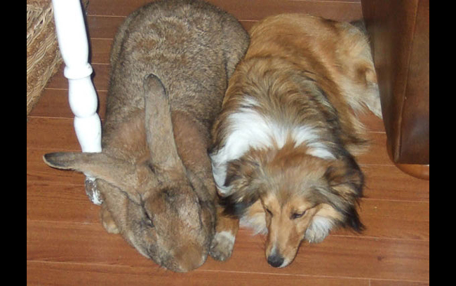 Đây là cô thỏ Sandy, một trong những chú thỏ Hà Lan lớn nhất thế giới. Cô ấy đang chơi cùng bạn chó cưng.
